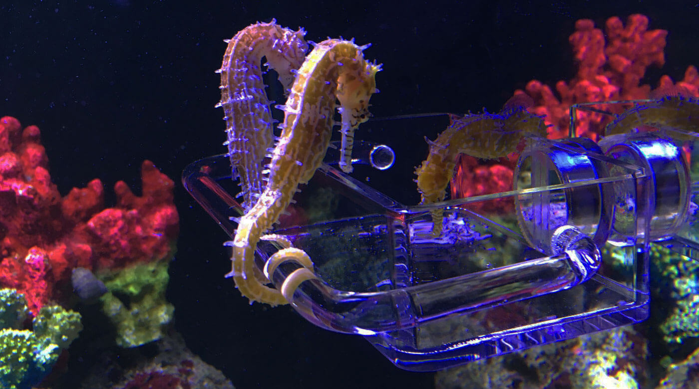 Seahorse Feeder Feeding Station Slider1